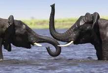 elephants 1920x1080 wallpaper Art HD Wallpaper